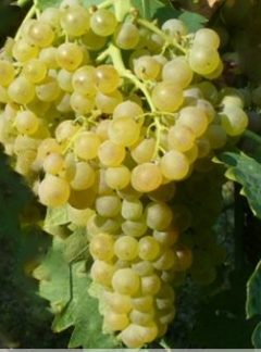 Trebbiano Toscano