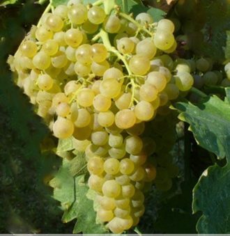 Trebbiano Toscano Grape