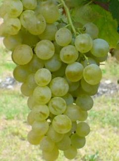 Vermentino