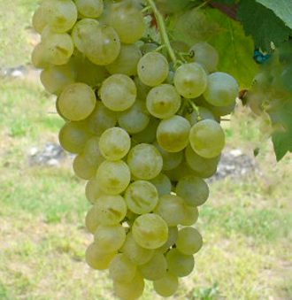 Vermentino Grape