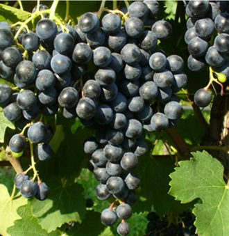 Lambrusco Grasparossa Grape