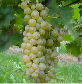Pignoletto Bianco Grape