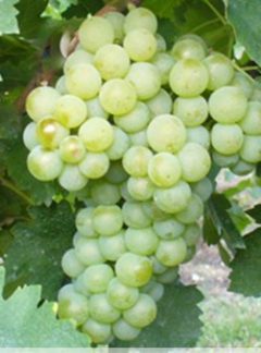 Verdicchio Bianco