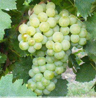 Verdicchio Bianco Grape